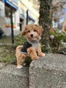 Maltipoo