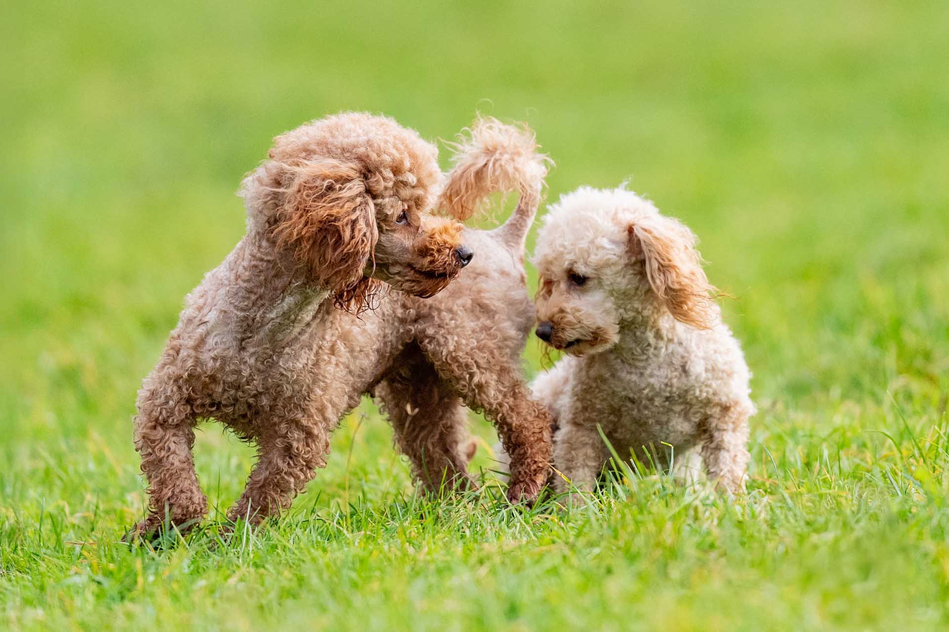 Hundezucht Fink, Grillham, Uttendorf - finks-hundewelt.at